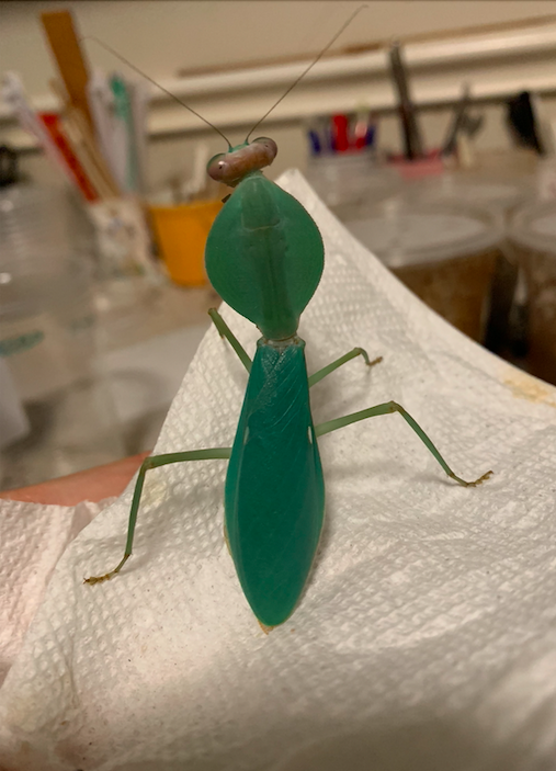 【aviso gold】PRAYING MANTIS 5'6 TINT Praying Mantis Baby Charm | CharmWorks | Insect Jewelry